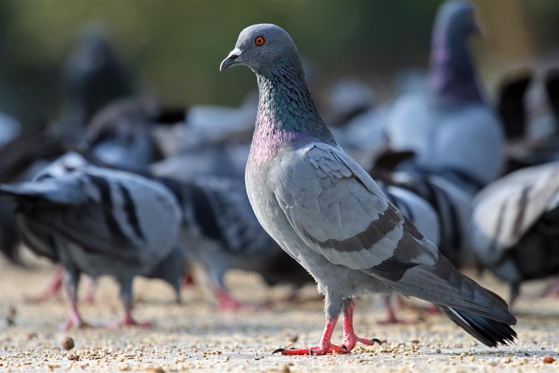 image for Pigeon Control for Commercial Properties section