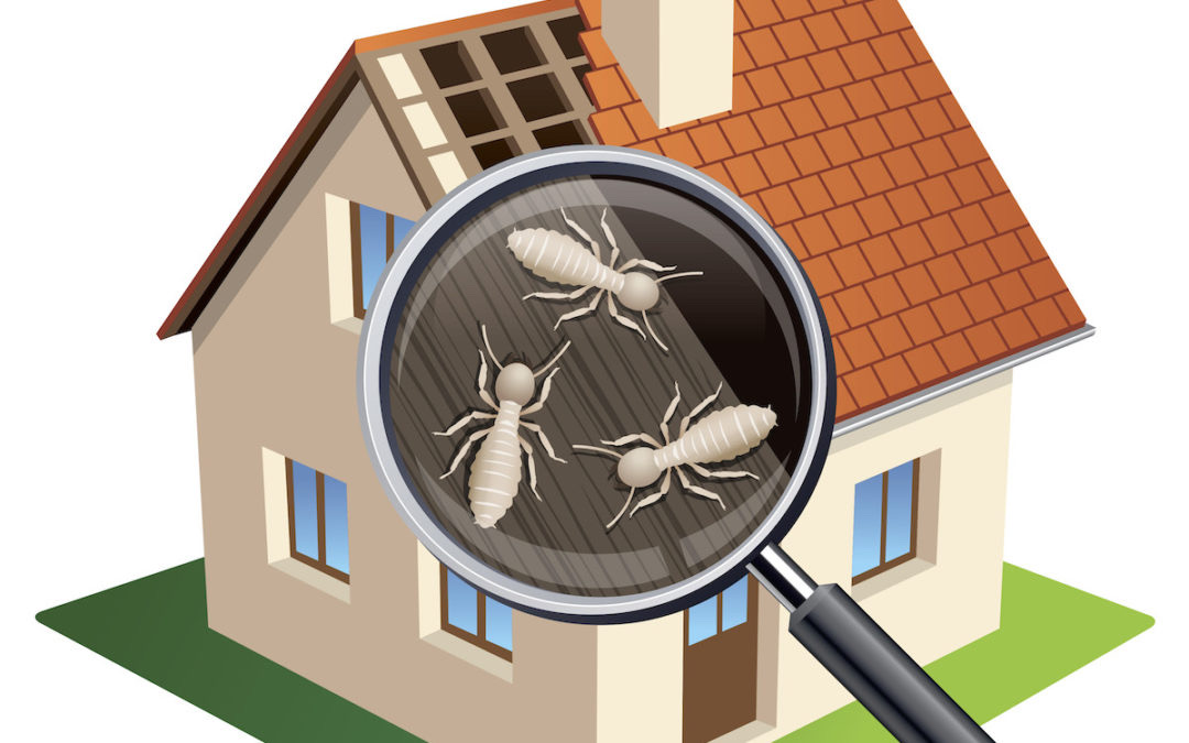 image for Termite Inspections & Control section